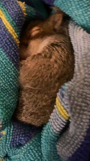 3.4K views · 92 reactions | Rescued a baby squirrel last night. He is now safe at the Animal Rehabilitation Center getting proper care.  #squirrel #animallover #rescuedanimals | Sara L | Facebook