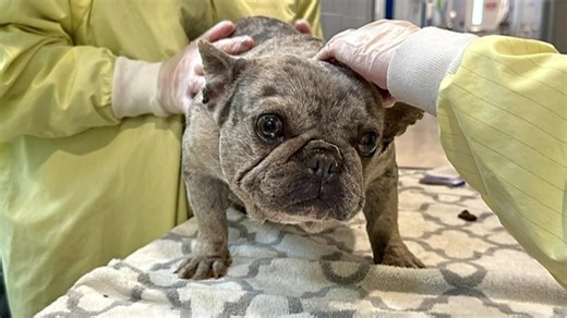 MSPCA rescues 22 purebred and designer dogs from commercial breeders