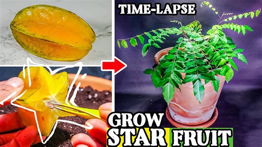 Growing star fruit tree from seed to plant (109 days time lapse)