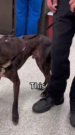 How Pharaoh went from ABUSED to LOVED! Now he’s in a foster home with Lola's Lucky Day learning how to be a dog again! Help us rescue more dogs like Pharaoh at https://act.houstonspca.org/a/givelocal #givelocal #dogrescue #animalrescue #animalcruelty #dogsoffacebook #doglover #houstonspca | Houston SPCA