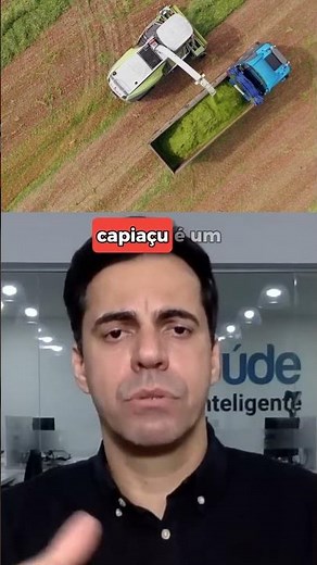 Sorgo é melhor que Capiaçu?