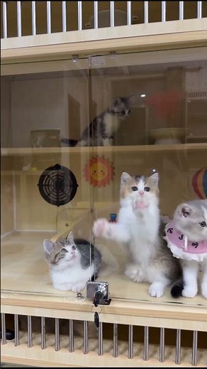 Who Raised His Paw? 😳 POV: Silver Tabby Kittens Go Crazy For The Red Feather! 🐾✨