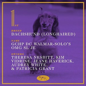 164K views · 4.1K reactions | The winner of the Hound group is Burns the Longhaired Dachshund! | Westminster Kennel Club Dog Show | Facebook