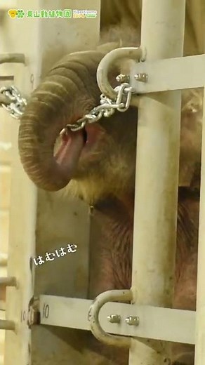 【東山動植物園公式】アジアゾウの赤ちゃん成長記（15）はむはむ《 アジアゾウ ゾウ 》 #short