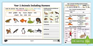 KS1 Year 1 Animals, Including Humans Revision Activity Mat