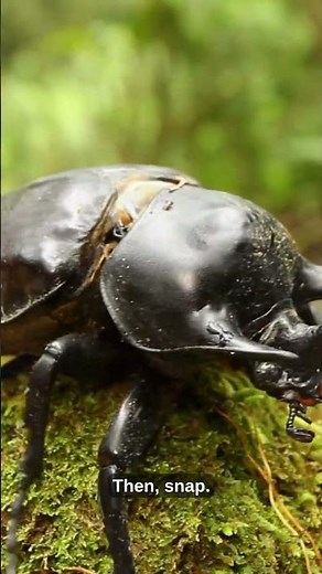 Hydnora Africana: The Monster’s Mouth Plant