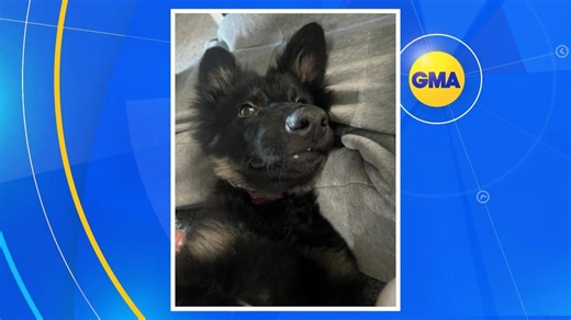 Couple adopts dog on wedding day