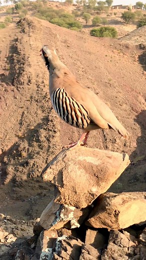#Chukar #WildChukar #ChukarCall #ChukarSound #ChukarPartridge #MountainBird #WildlifeVideo #NatureSounds #HuntingBird #BirdCalls #WildFootage #MountainLife #partridgefamily | HB Birds