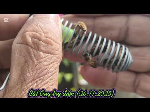 Tips for catching electric pole wasps (November 26, 2025)