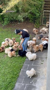 312K views · 57K reactions | Luxepom Pomeranian Paradise ❤️笠 #pomeranian #österreich #fürdich #zwergspitz #welpenliebe #hundeliebe | Luxepom | Facebook