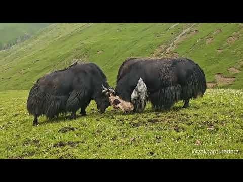 Wild Yak Enters Rival Territory | Natural Mountain Wildlife Documentary