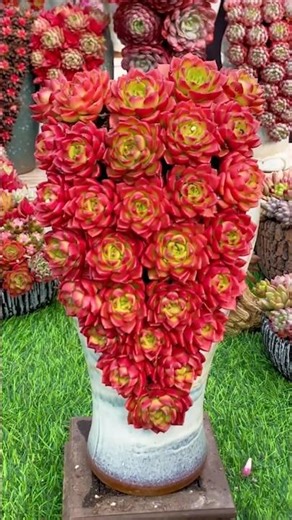 DIY Stunning Succulent Arrangement: Step-by-Step Guide! 🌵✨