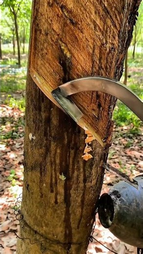 Scratching the bark of a rubber tree to make the sap flow. #construction #lifehacks #garden #harvest