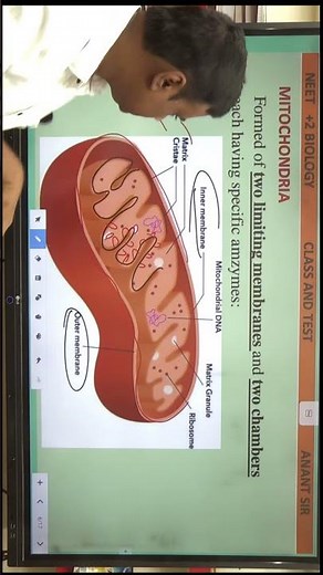 Mitochondria Cristae Cell NEET Biology