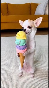 That Face When Your Ice Cream Gets ROBBED #chihuahua #bulldog #fypviralシ #fypシ #reelschallenge #dogs #shortsvideos #funnydogs #funnyreels #tiktok #reelschallengereelschallenge #reelsvideoシ | Paws of Pure Chaos
