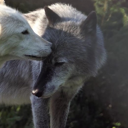 203K views · 10K reactions | Wolves take care of each other. Wolves love one another. Be like wolves  | Wolf Conservation Center | Facebook