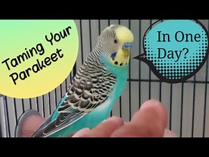 Can a Budgie Be Tamed in One Day?