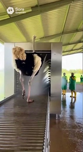 From Ostrich to Meat in Seconds 😱 | Real Factory