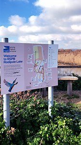 ❄ ✨ A peaceful winter walk at Radipole Lake RSPB Nature Reserve in Weymouth – a hidden gem just minutes from the town and beach! 🌊 🦆 Frosty reeds, mirror-like waters, and plenty of wildlife make this a perfect spot for a winter wander.Did you know? Radipole Lake is one of two RSPB reserves in Weymouth, both offering incredible nature experiences right on the doorstep of the seaside town! 🌿 🐦Make sure to add a visit to your Must-Do list on your next trip to Weymouth! You won’t want to miss th