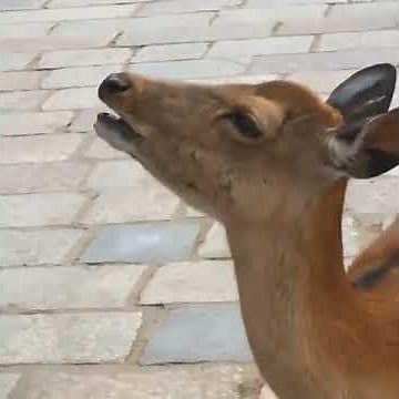 Vine: Epic deer scream by @hasn