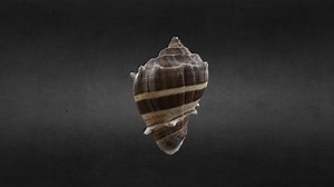 Shell 3D Scan - 3D model by CUBO