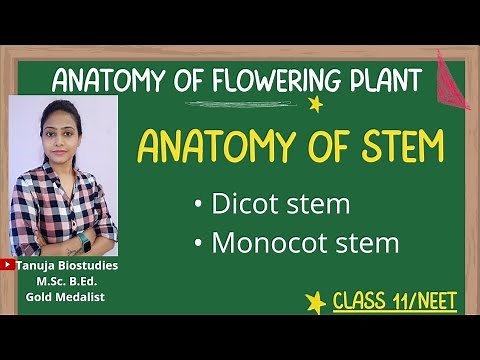 Ch-6 Anatomy of Stem | Dicot Vs Monocot stem | Class 11 Biology /NEET/AIIMS