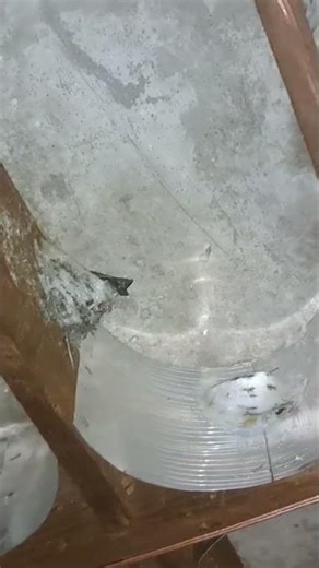 SARANG BURUNG YANG MASIH DIDALAM GEDUNG