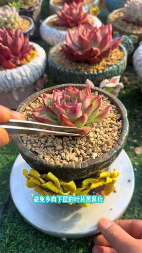 Maximize Succulent Growth: The Ultimate Spreading Guide