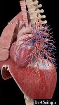 Blood Circulation System in Human Body | Heart, Lungs & Blood Vessels Anatomy (3D Animation)