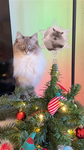Nimbus ☁️ on Instagram: "Now the question is… will he leave our real tree alone this year? 🤔🎄 Visit @petsmart to shop Nimbus’s favorite toys! #ad #PetSmart #PetSmartPartner #Holidays #AnythingforPets"