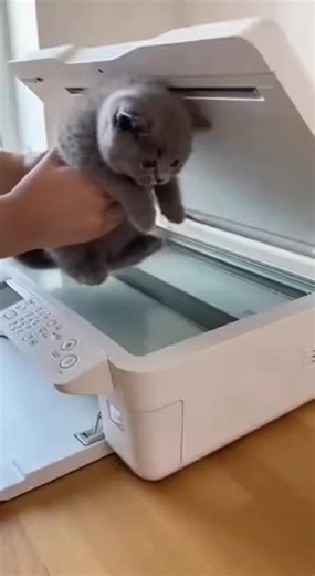 Future 2050🔥 (@future50s)’s videos with Originalton - funnyvideos