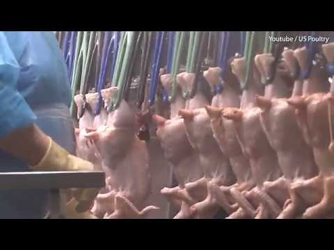 An inside look at 'chlorine washed' chicken process used in US