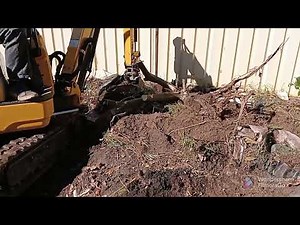 Yanmar sv08 pulling out small tree 🌲 stump, Mini Excavation, Sydney Australia.