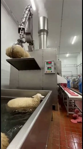 Burger Bot Ka Mood: Full Fire 🔥