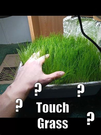 Touching Grass #silly #meme #trend