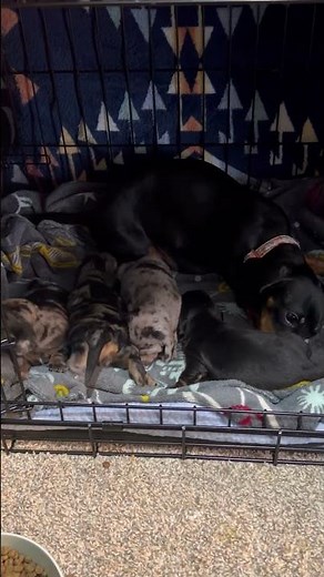2 week old Mini Dachshund Puppies #doxiesquad #puppy #barkbox #dachshund