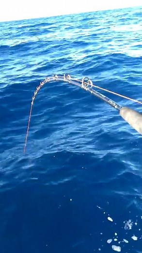 WFT Electric reel 1200hp pr testing, deep drop 400 meters Bass Grouper