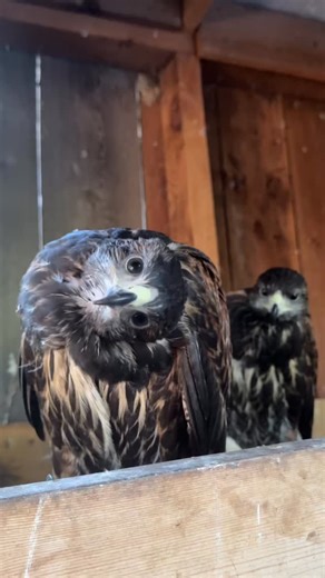 They grow up so fast! 🐥 Our young Harris’s Hawks are already fully grown and learning to fly. It happens within the blink of an eye, but we can’t wait for all the fun adventures to come with these two! ✨ #harrishawk #islandraptors #birdsofprey #birdsofinstagram #hawk #tourismvancouverisland | The Raptors