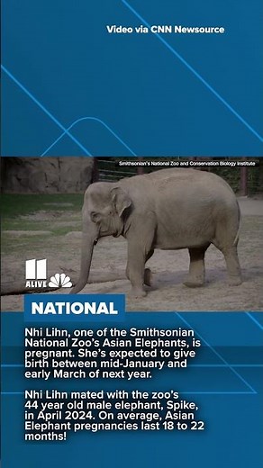 Have you 'herd' the news? The National Zoo is expecting its first elephant calf in 25 years!
