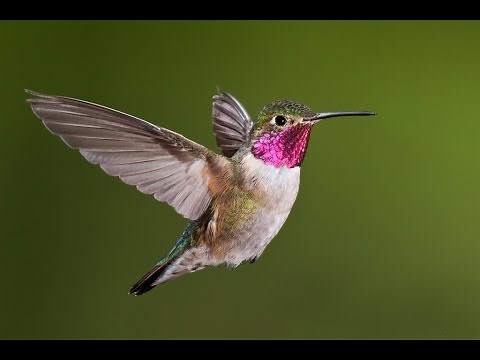 FLIGHT OF THE HUMMINGBIRD music-video