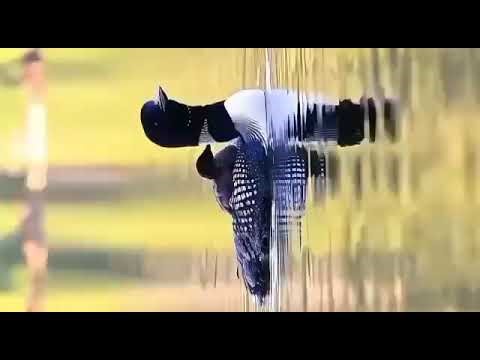 Different Birds with Different sounds