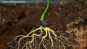 Germination of Seeds Lesson for Kids - Video | Study.com