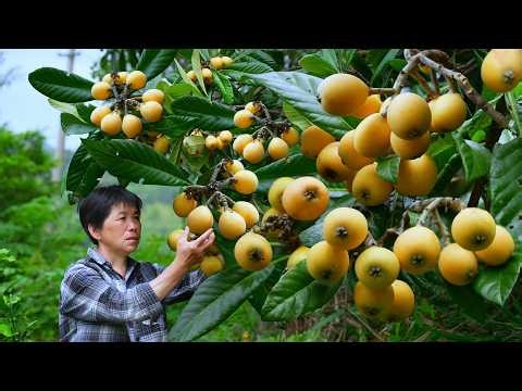 Loquat harvest abundant, fruit can be cooked into sweet-sour summer appetizer