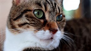 Rescue cats with disabilities in animal shelter