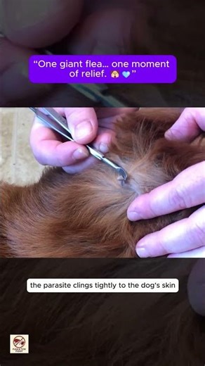 “Huge Dog Flea Removal | Giant Flea Hidden Under Thick Fur”