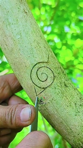 learn simple grafting 🌱🌳#shorts #grafting #bonsai #plants #garden #nature #diy #fyp