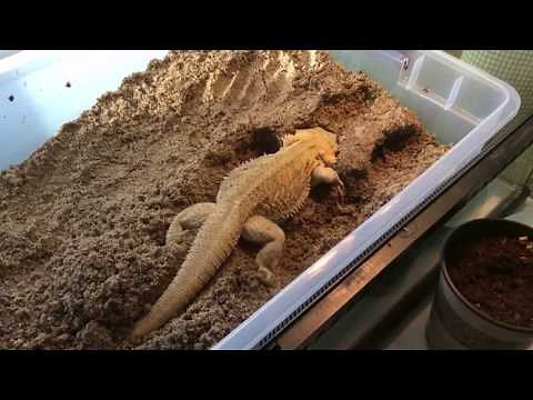 Egg Laying Process of my Bearded Dragon