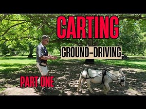 Training a gelded miniature donkey to cart part 1