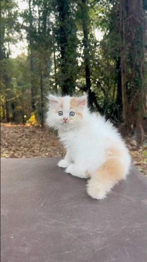 White & Orange Pure persian | Persian cats for life | Persian Cat | Persian cat price in india | cat