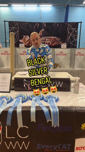 Adorable Black Silver Bengal Cat with Stunning Features